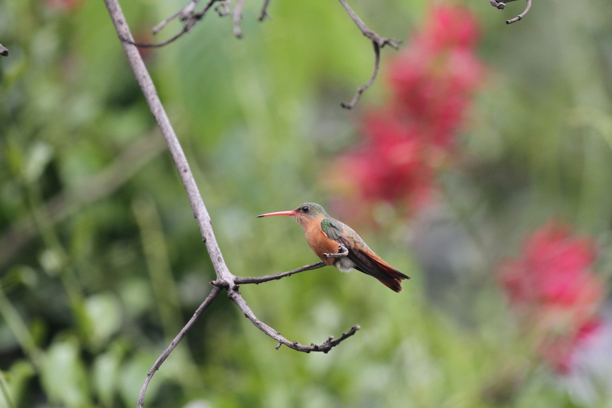 Cinnamon Hummingbird - ML644094503