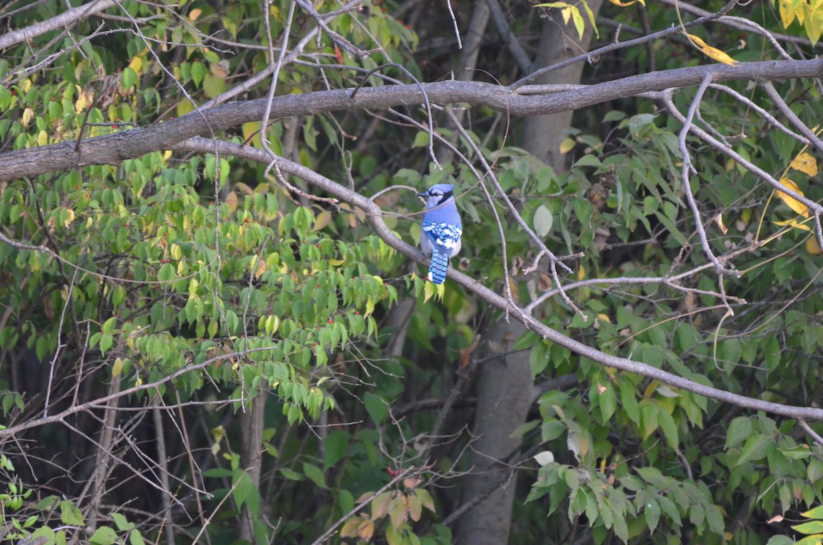 Blue Jay - ML644094510