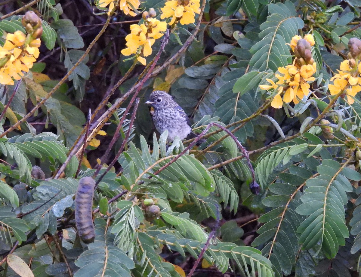 White-eyed Slaty-Flycatcher - ML644094511