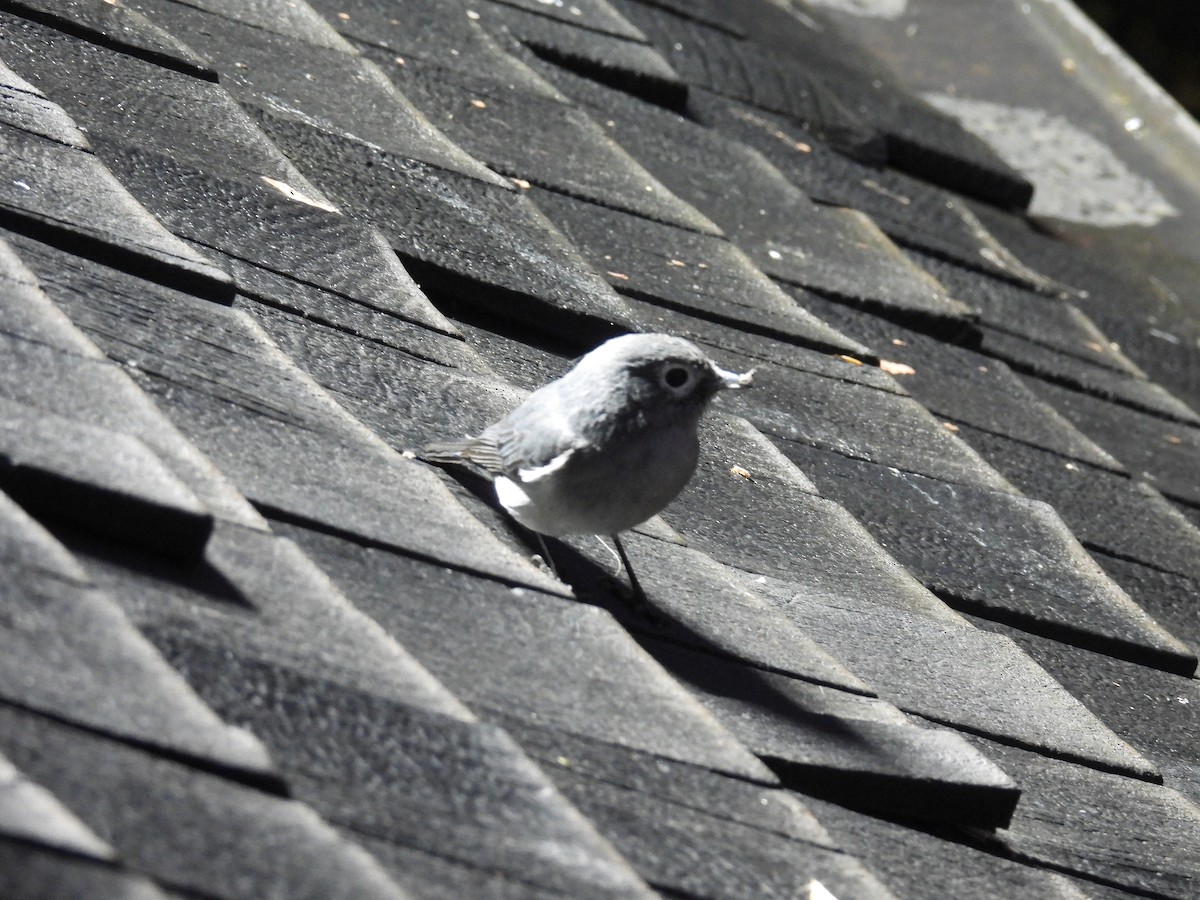 White-eyed Slaty-Flycatcher - ML644094512