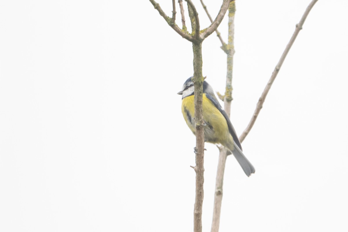 Eurasian Blue Tit - ML644094518
