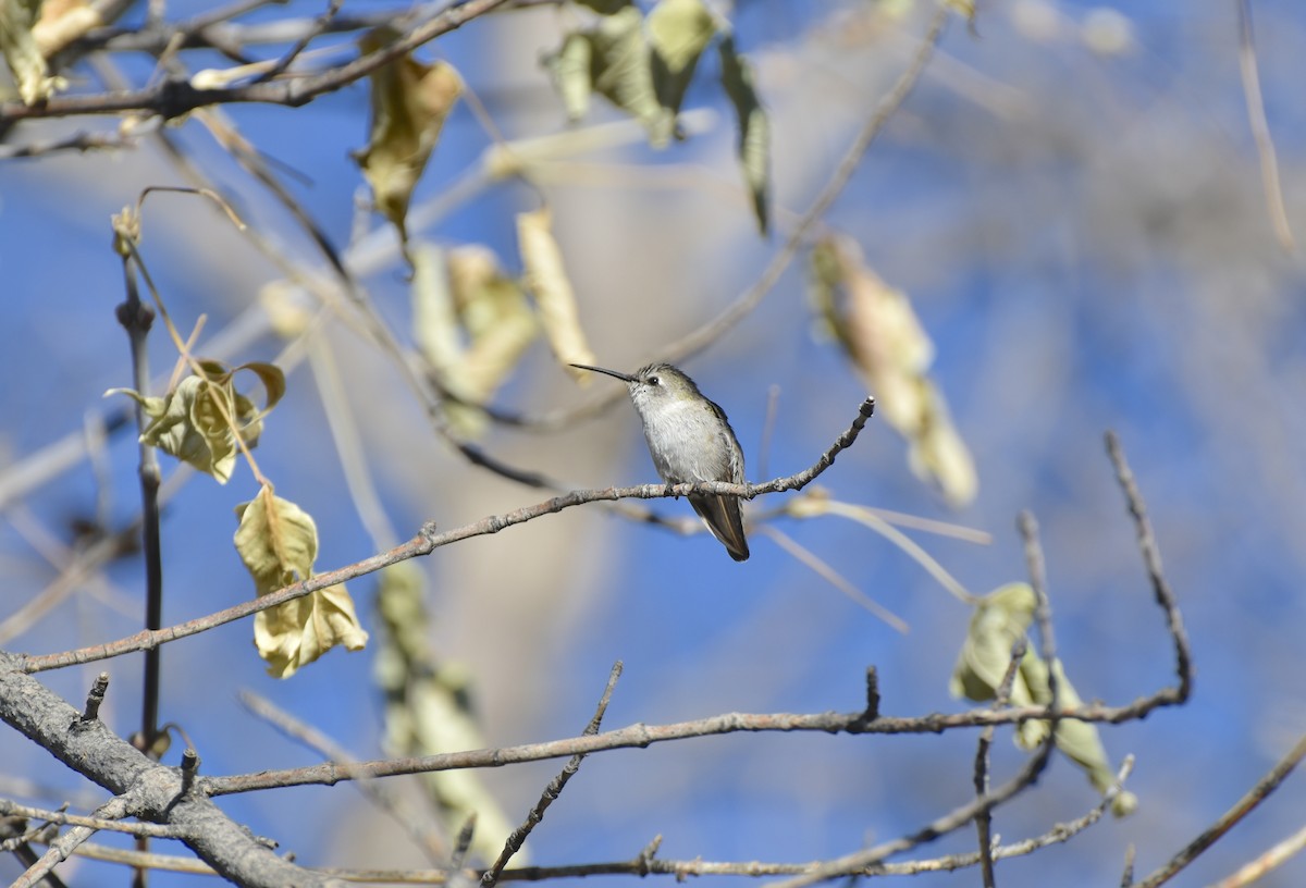 Costa's Hummingbird - ML644094523