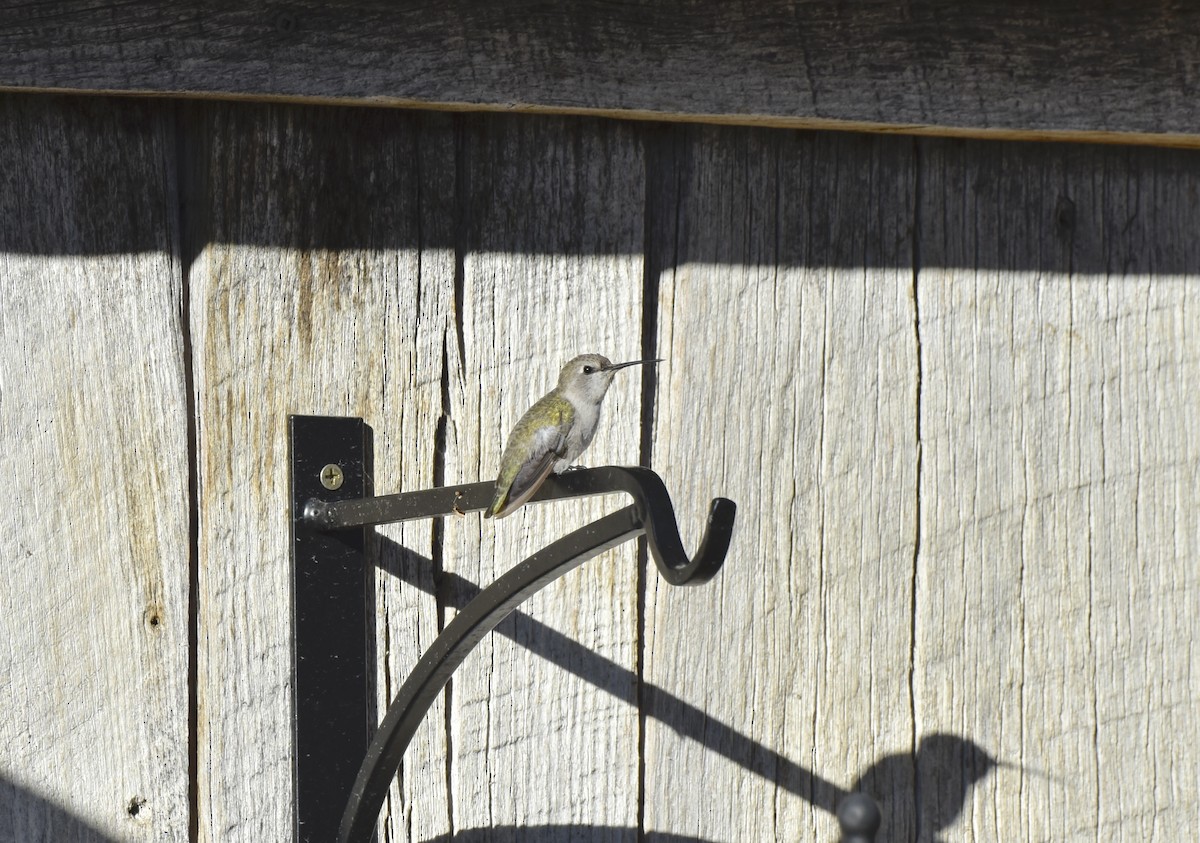 Costa's Hummingbird - ML644094524