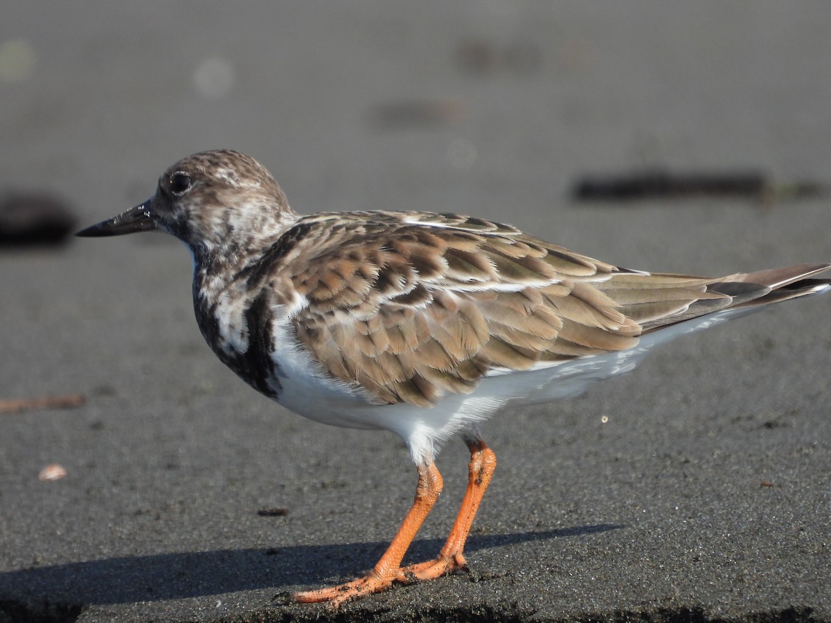 Ruddy Turnstone - ML644094526