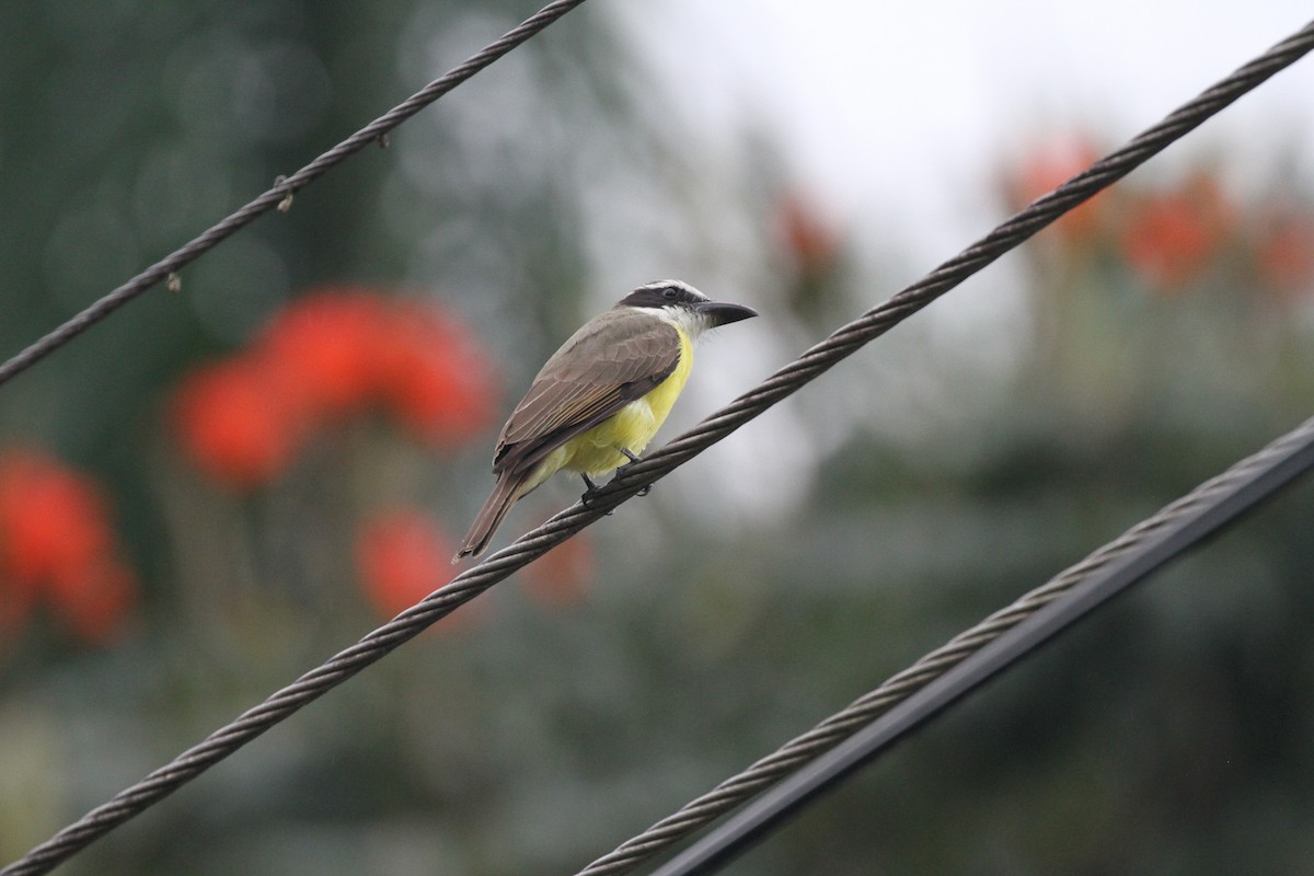 Boat-billed Flycatcher - ML644094536