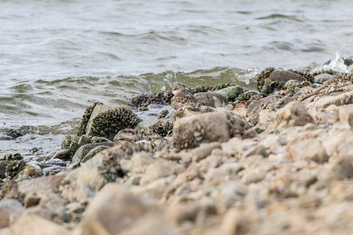 Ruddy Turnstone - ML644094542