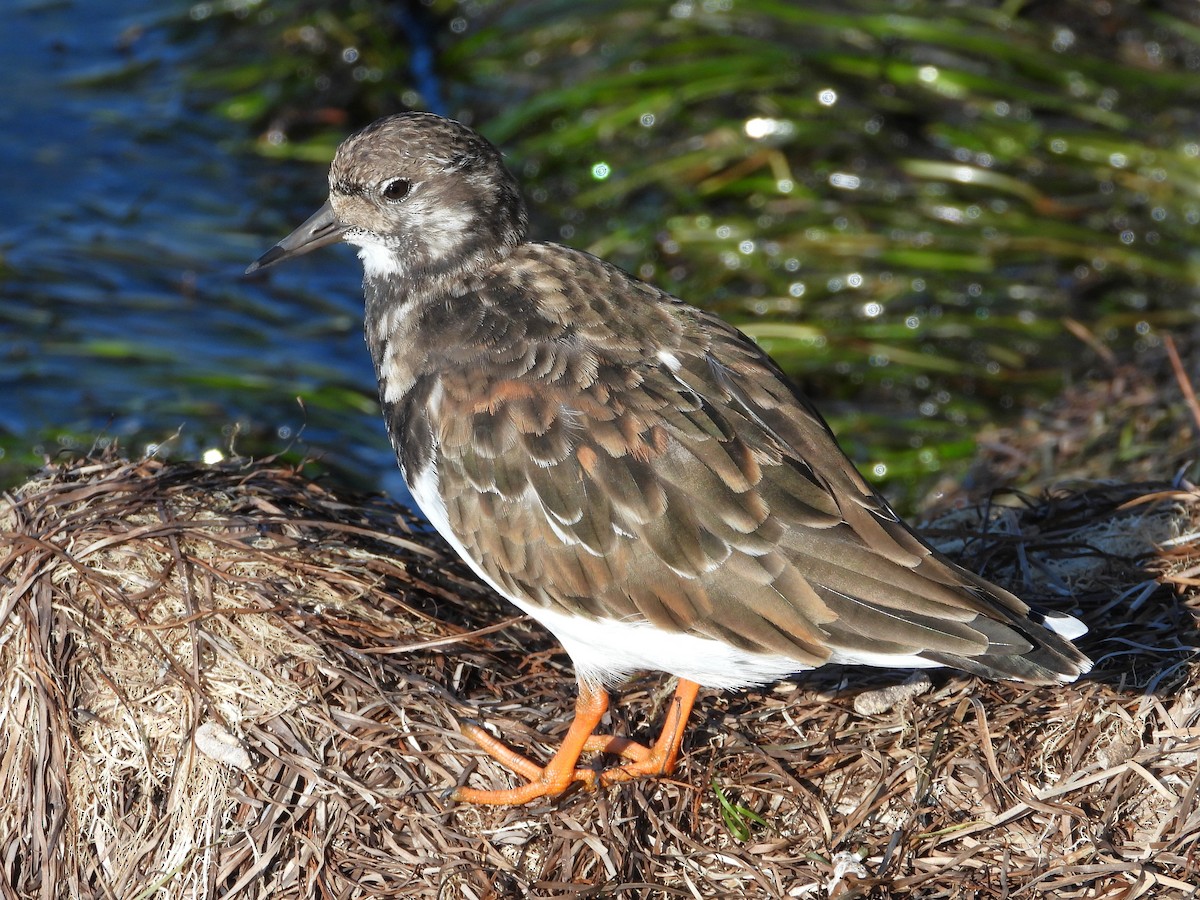 Ruddy Turnstone - ML644094556