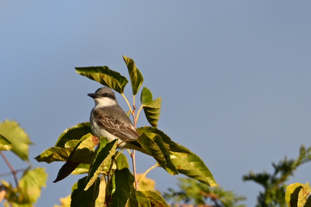 Gray Kingbird - ML644094557