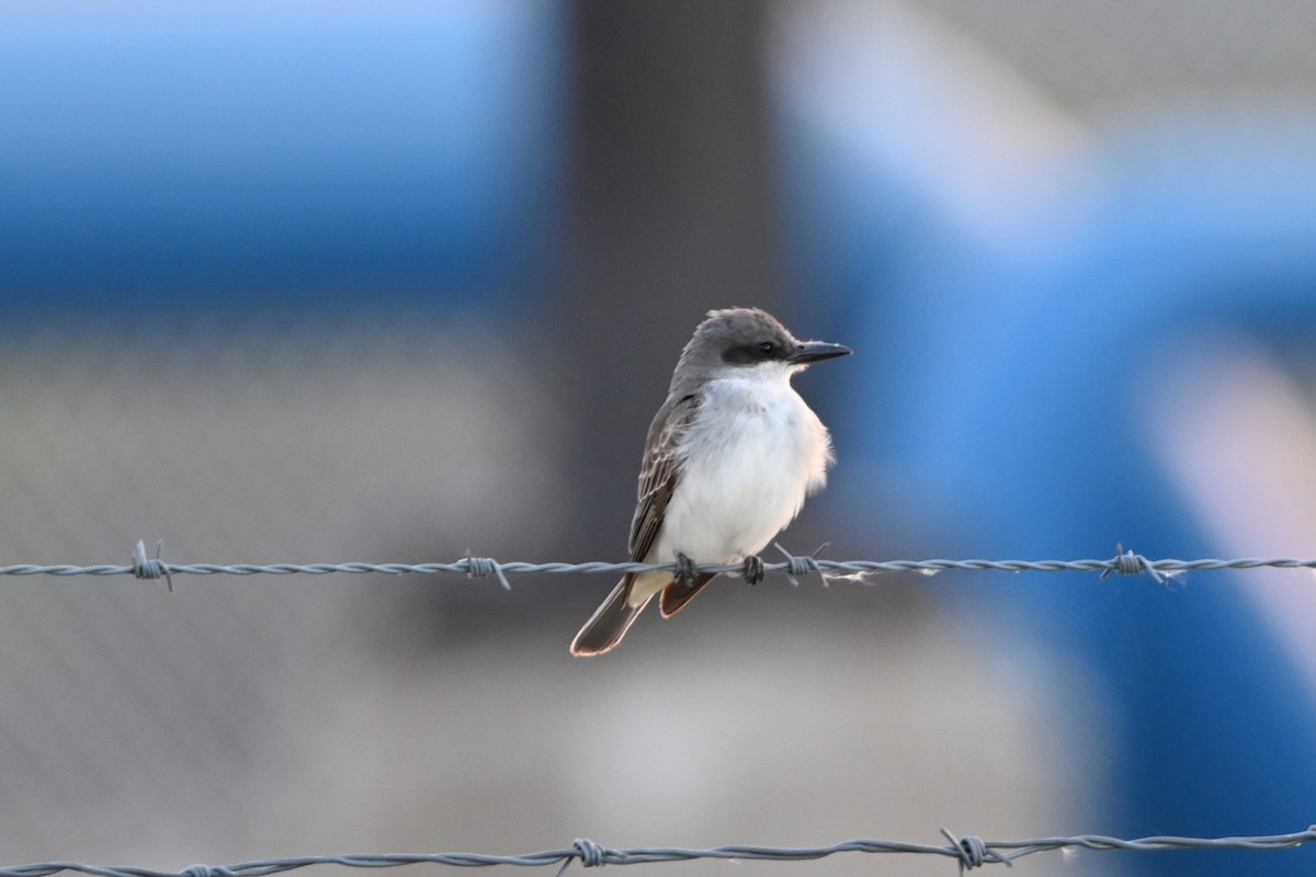 Gray Kingbird - ML644094558