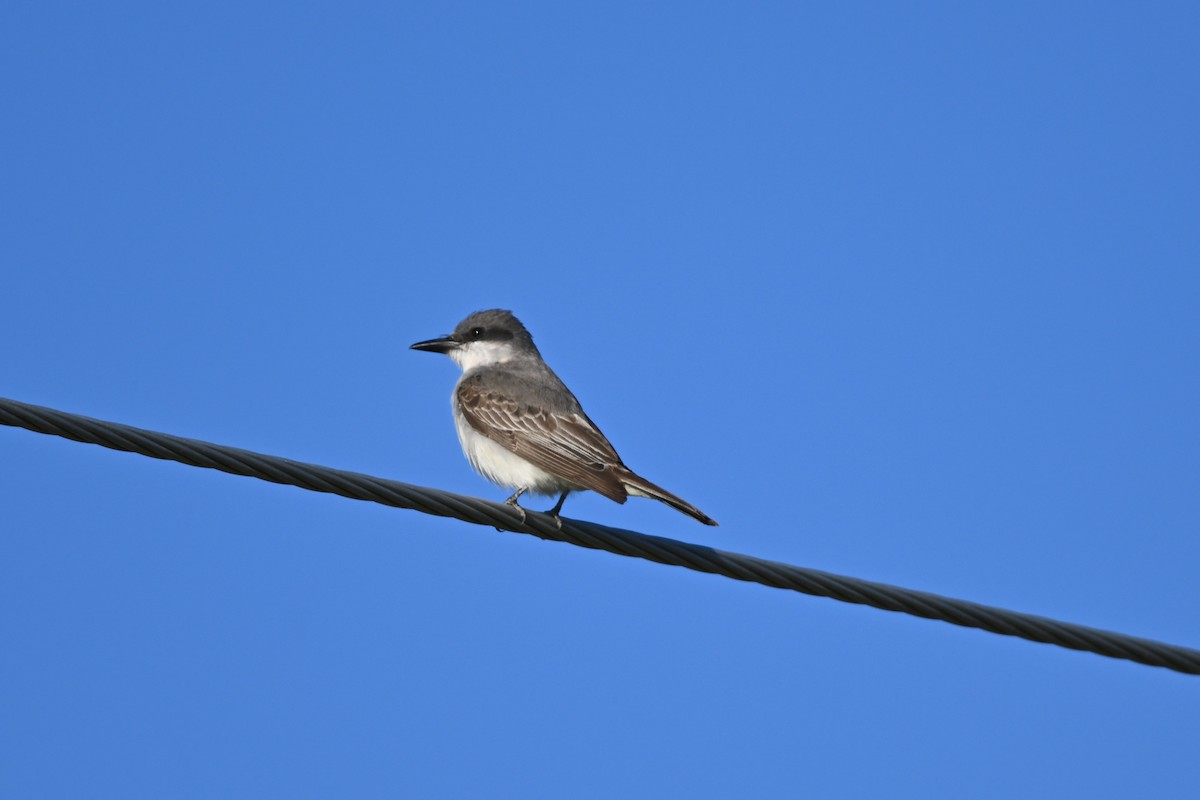 Gray Kingbird - ML644094559