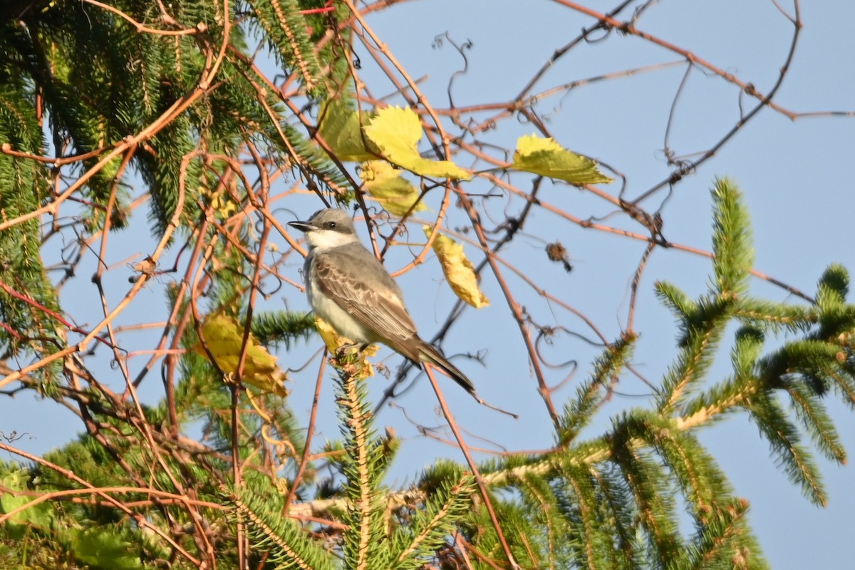 Gray Kingbird - ML644094560