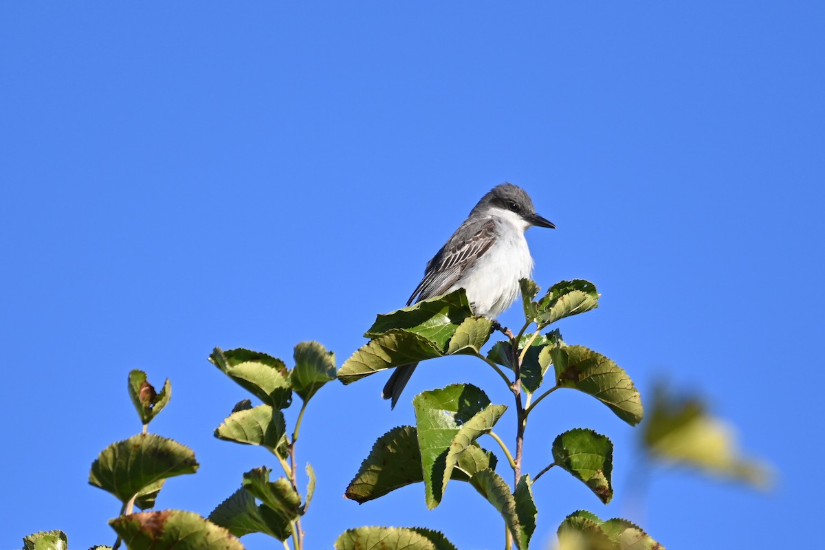 Gray Kingbird - ML644094561