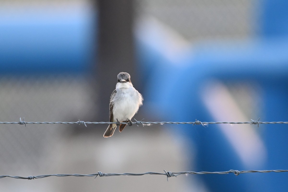 Gray Kingbird - ML644094562
