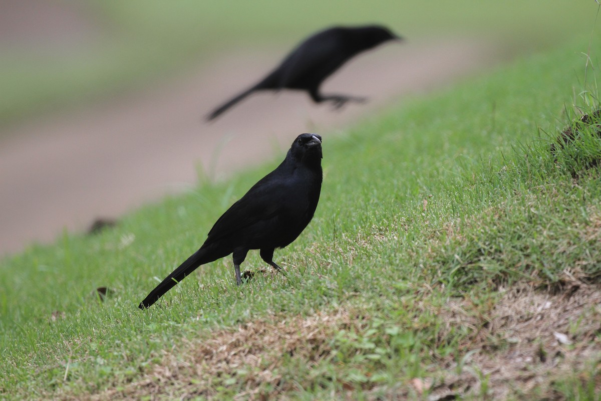 Melodious Blackbird - ML644094564