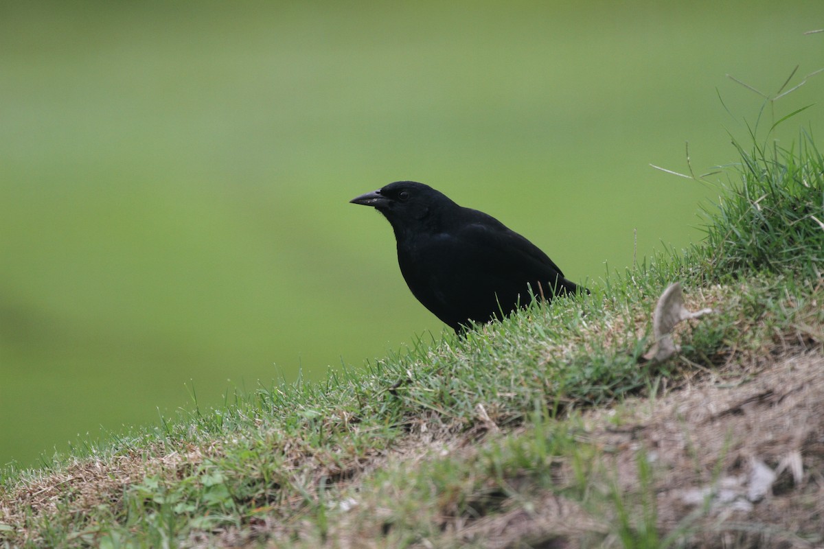 Melodious Blackbird - ML644094565