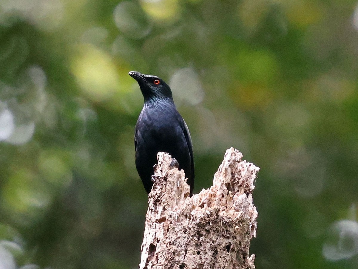 stripestær - ML644094569