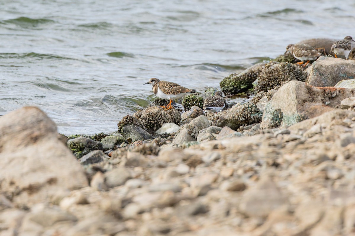 Ruddy Turnstone - ML644094570