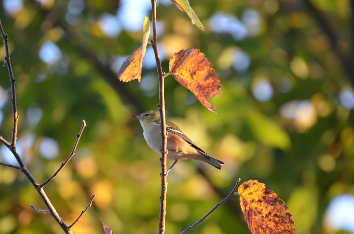 Bay-breasted Warbler - ML644094595