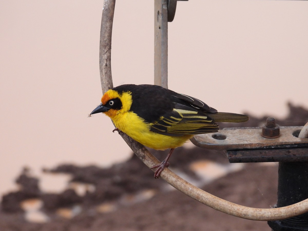 Tejedor Baglafecht - ML644094603