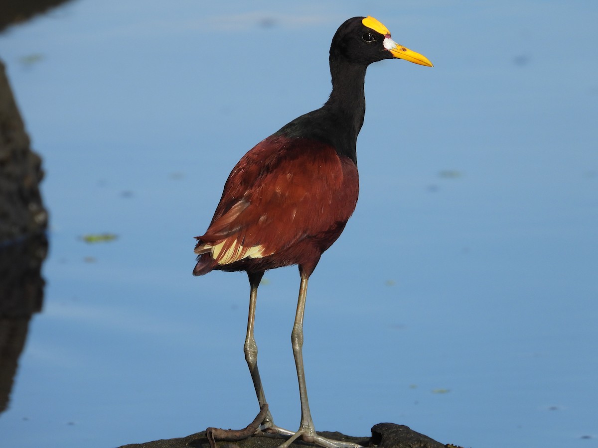 Jacana du Mexique - ML644094606