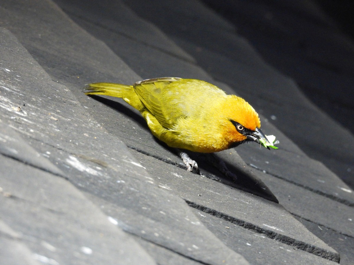 Spectacled Weaver - ML644094616