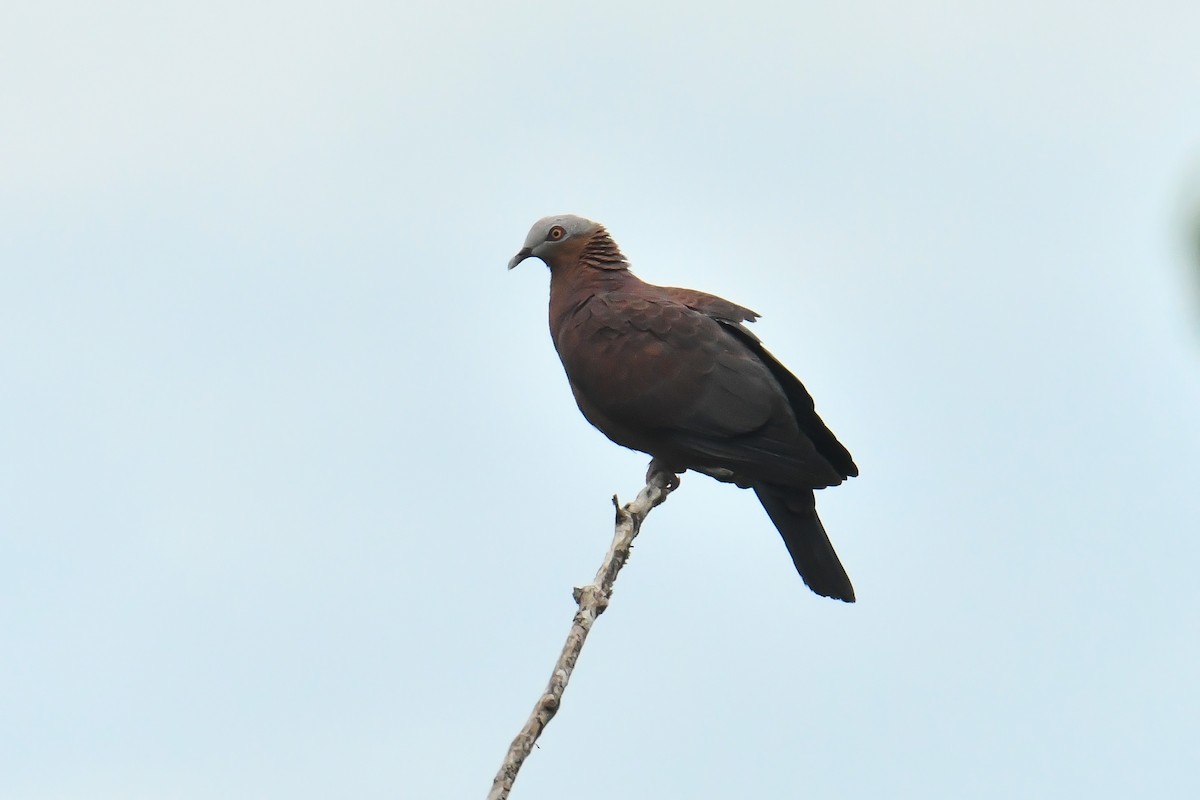 Pale-capped Pigeon - ML644094641