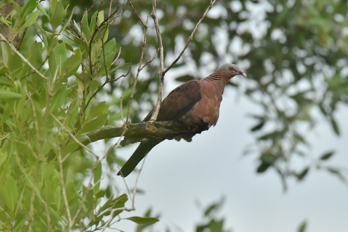 Pale-capped Pigeon - ML644094642
