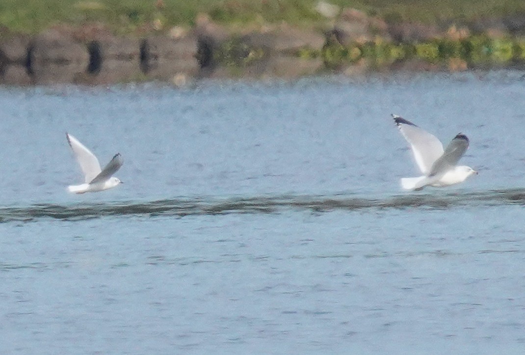 Bonaparte's Gull - ML644094647