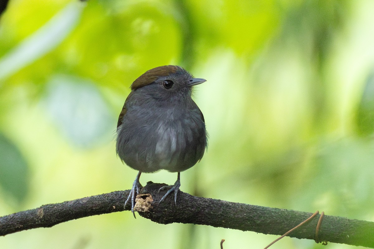 Slaty Gnateater - ML644094678