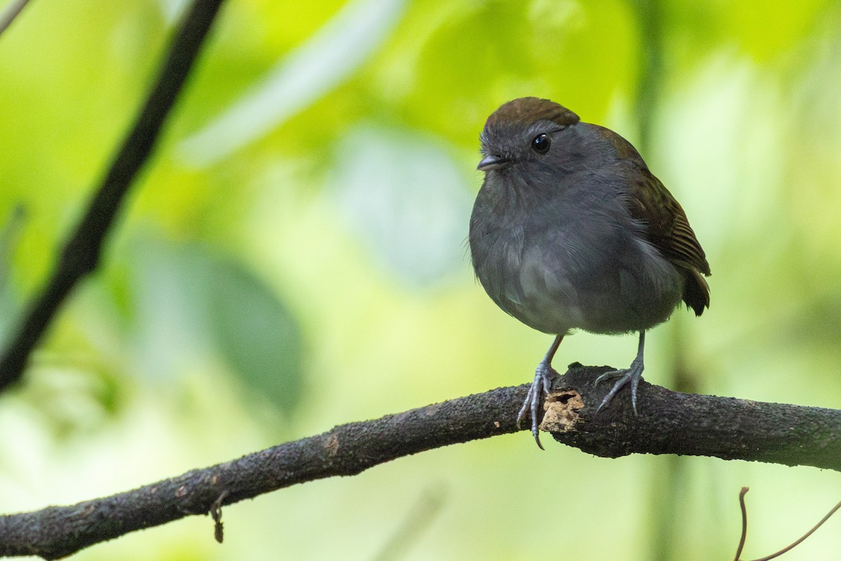 Slaty Gnateater - ML644094679