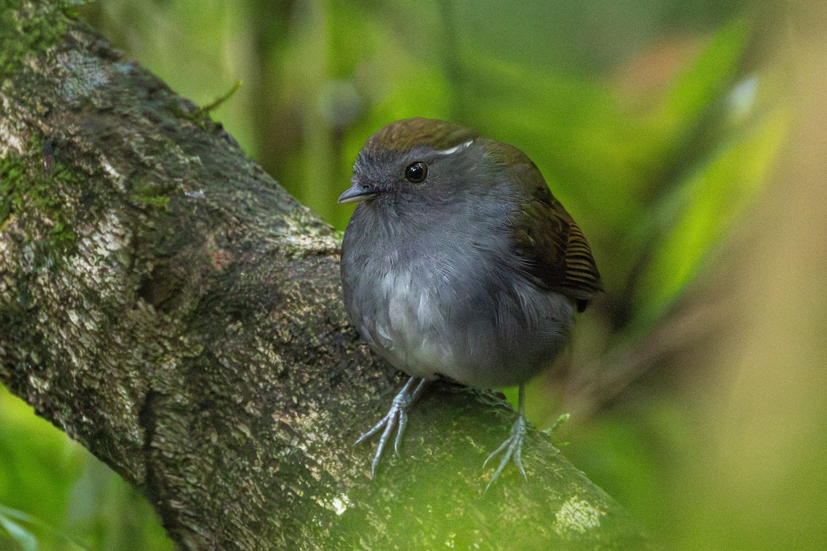 Slaty Gnateater - ML644094680