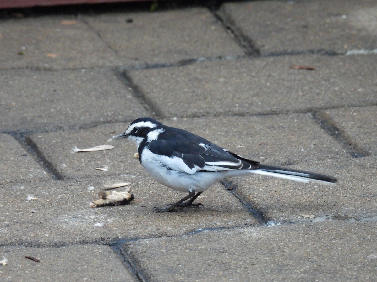 African Pied Wagtail - ML644094681