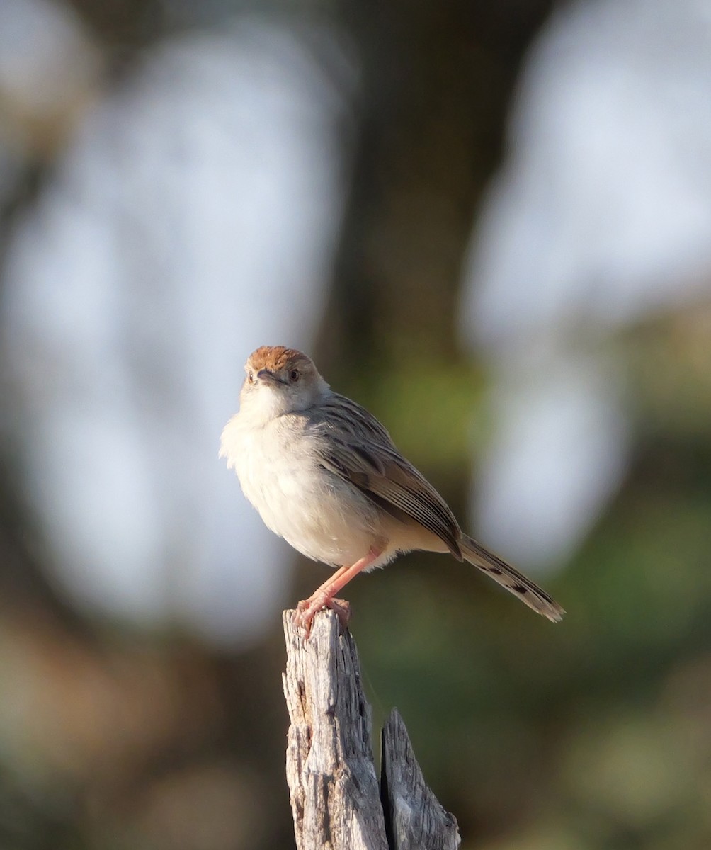 Rattling Cisticola - ML644094713