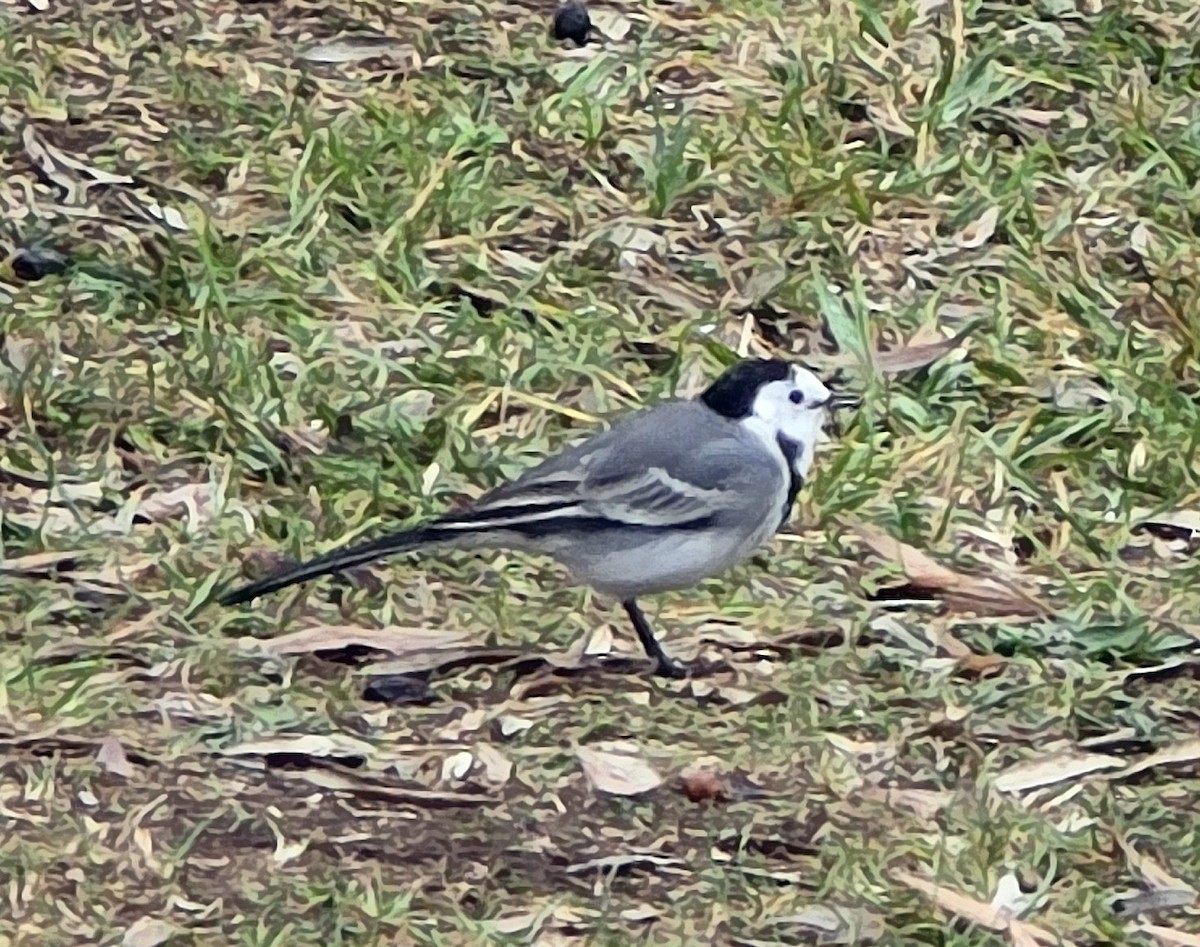 White Wagtail - ML644094737