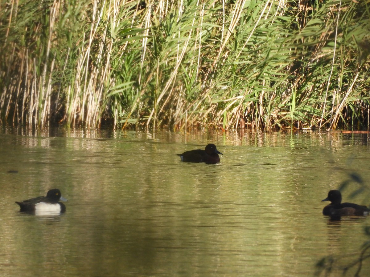 Ferruginous Duck - ML644094740