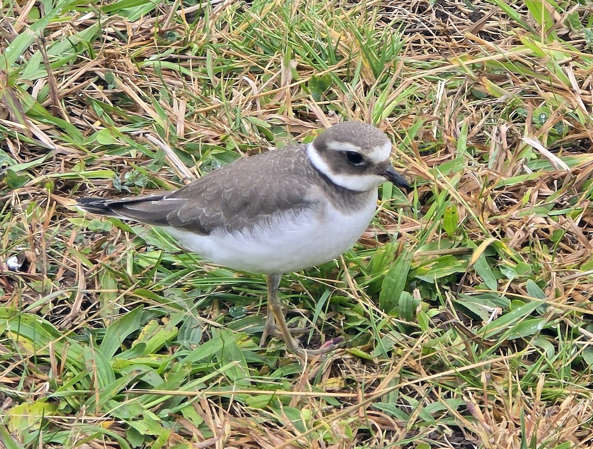 Common Ringed Plover - ML644094742