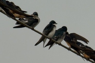 Tree Swallow - ML644094743