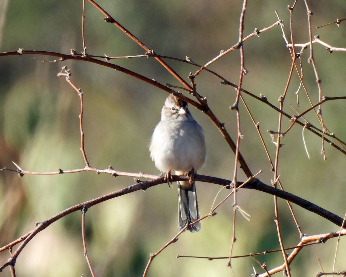 Rufous-winged Sparrow - ML644094746