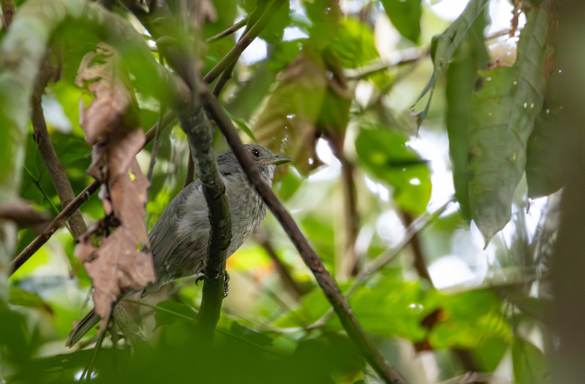 Screaming Piha - ML644094747