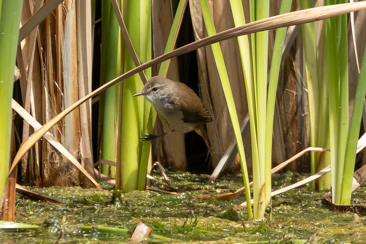 rørsanger (baeticatus gr.) - ML644094753