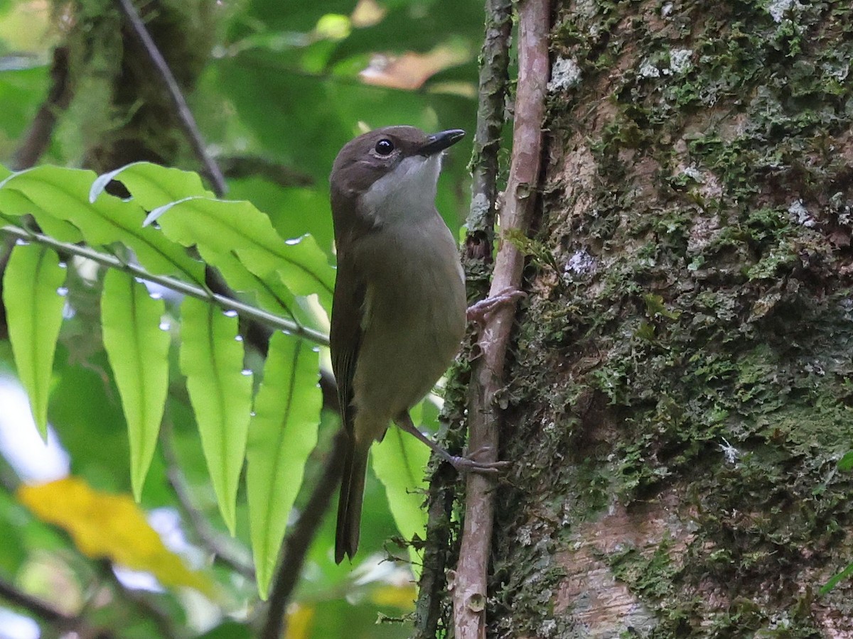 gulflankegerygone - ML644094759