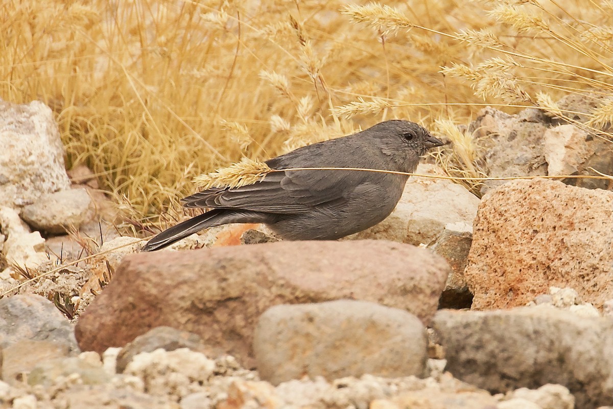 Plumbeous Sierra Finch - ML644094760