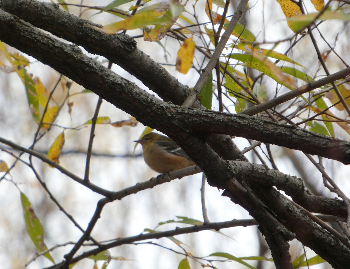 Bay-breasted Warbler - ML644094762