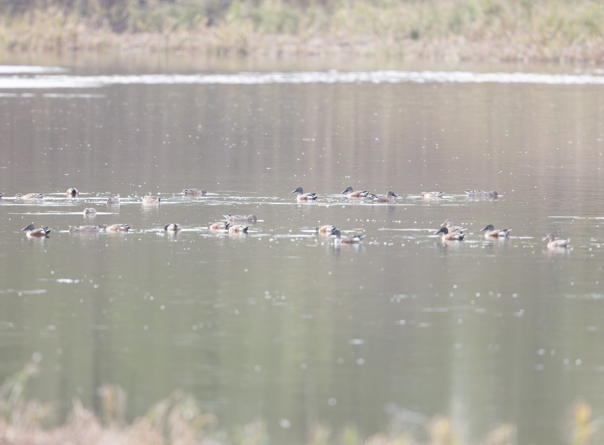 Northern Shoveler - ML644094785