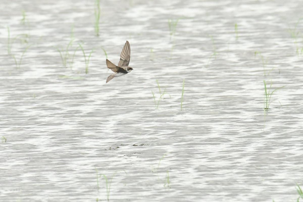 Bank Swallow - ML644094787