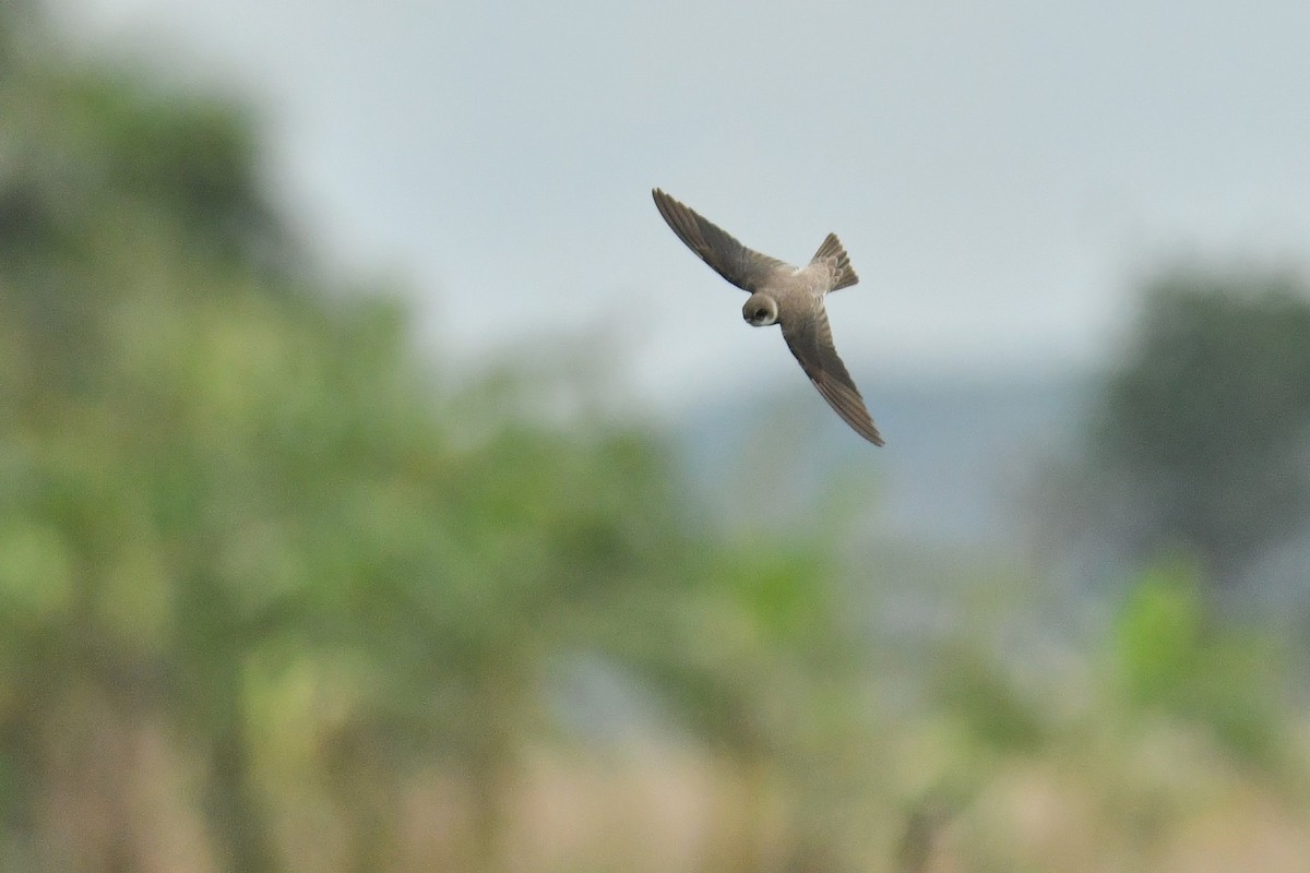 Bank Swallow - ML644094788