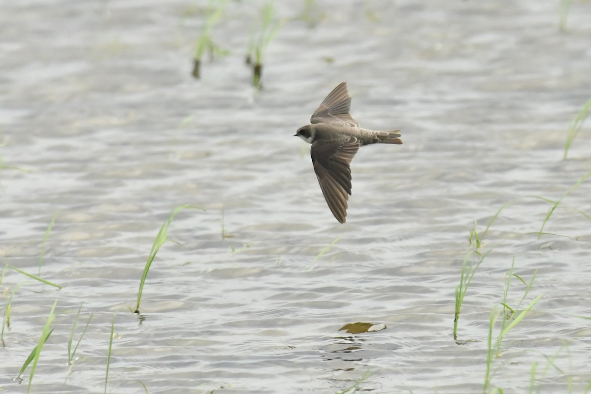 Bank Swallow - ML644094789
