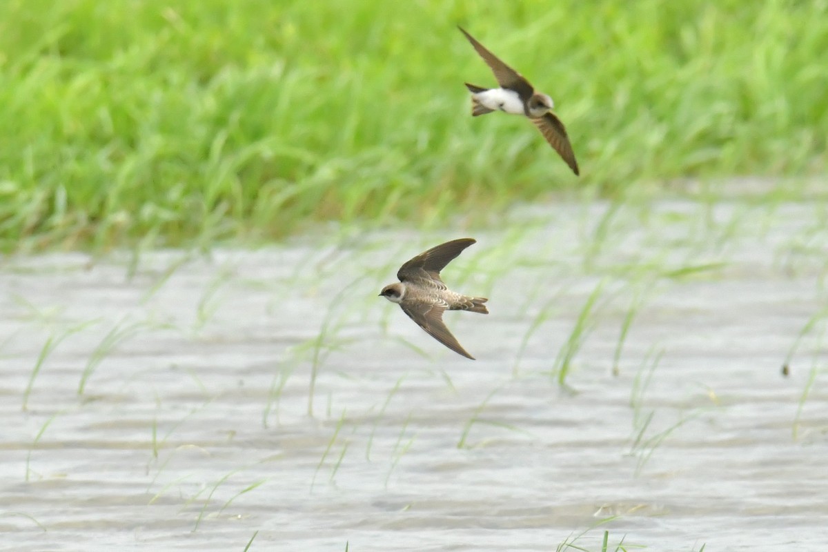 Bank Swallow - ML644094790