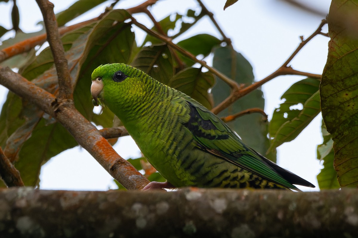 Barred Parakeet - ML644094801