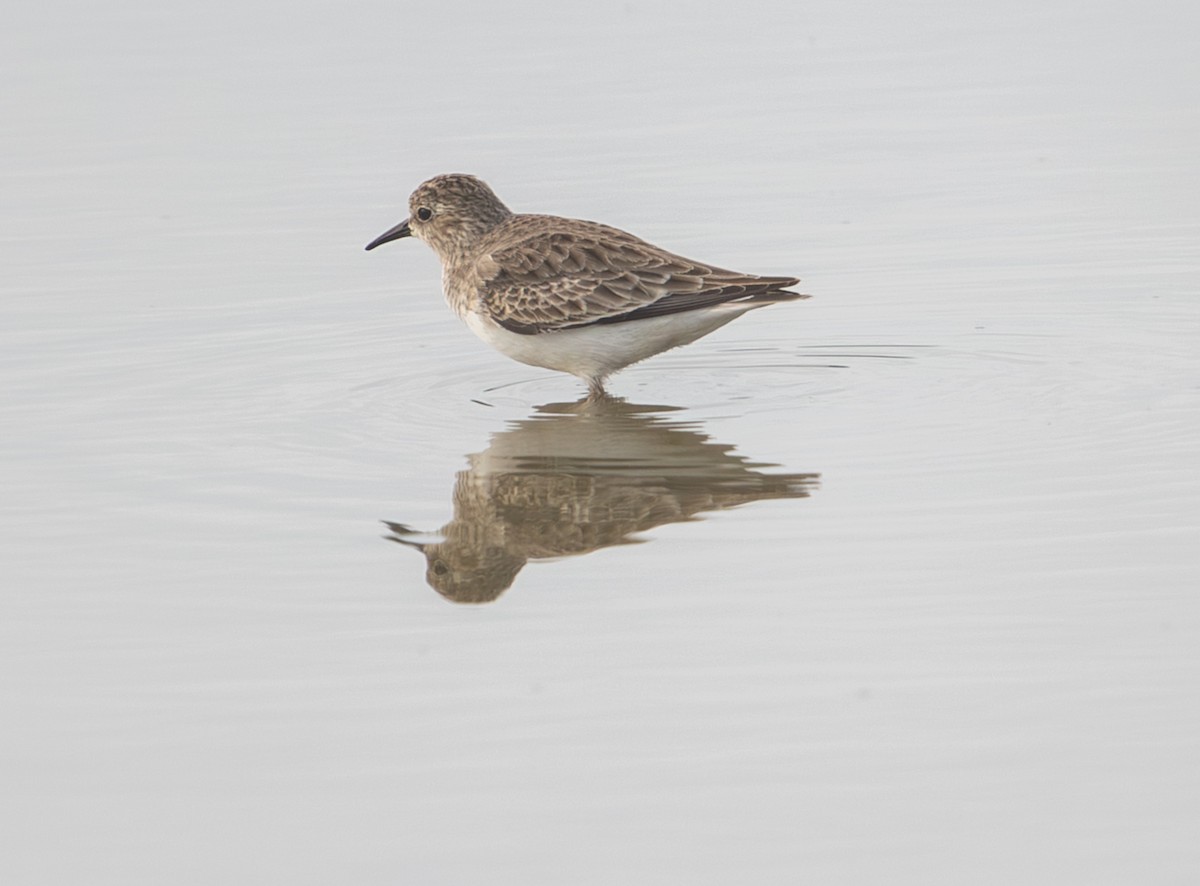 Least Sandpiper - ML644094805